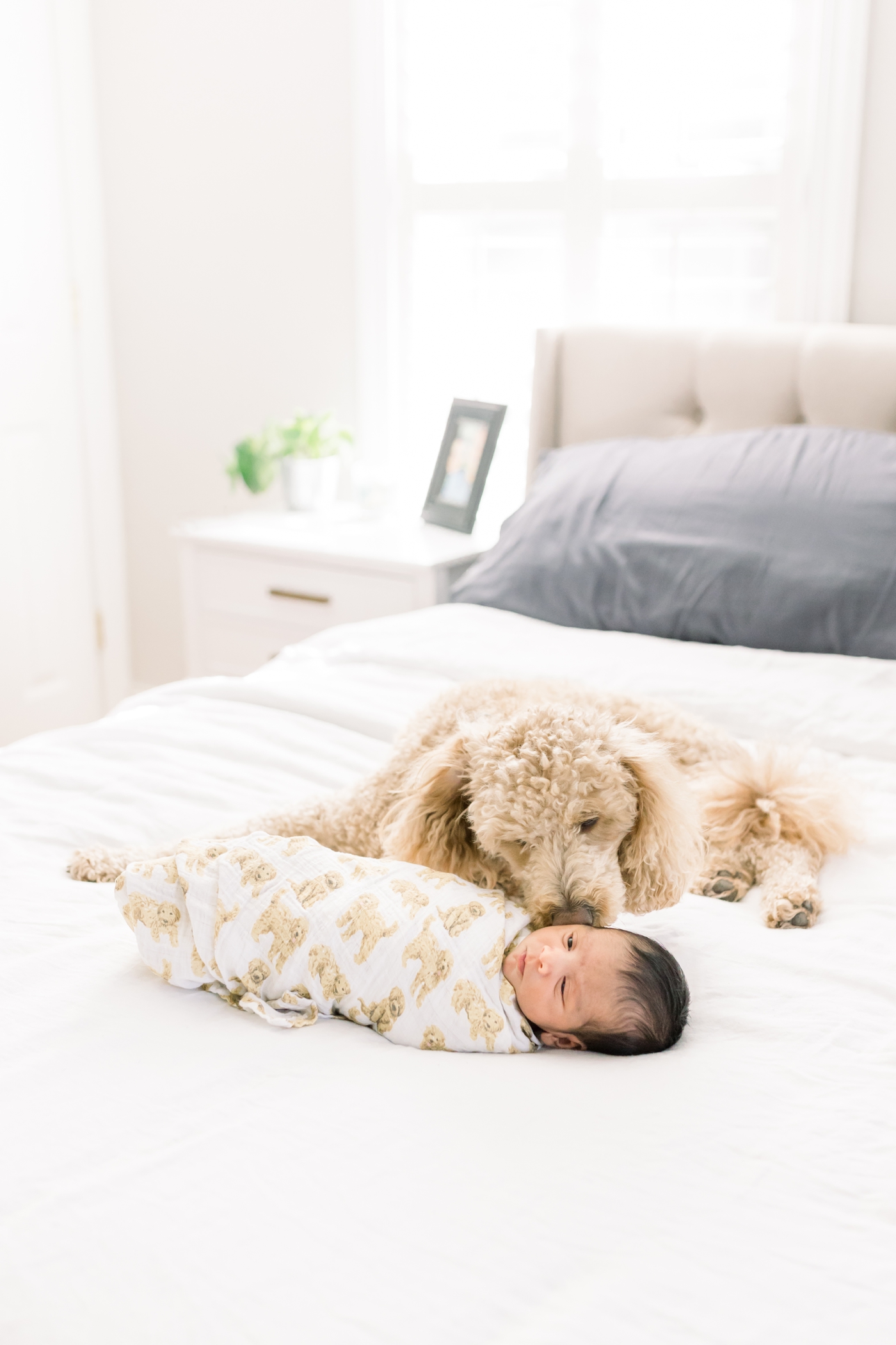 Baby on bed with family dog during newborn session with Caitlyn Motycka Photography.