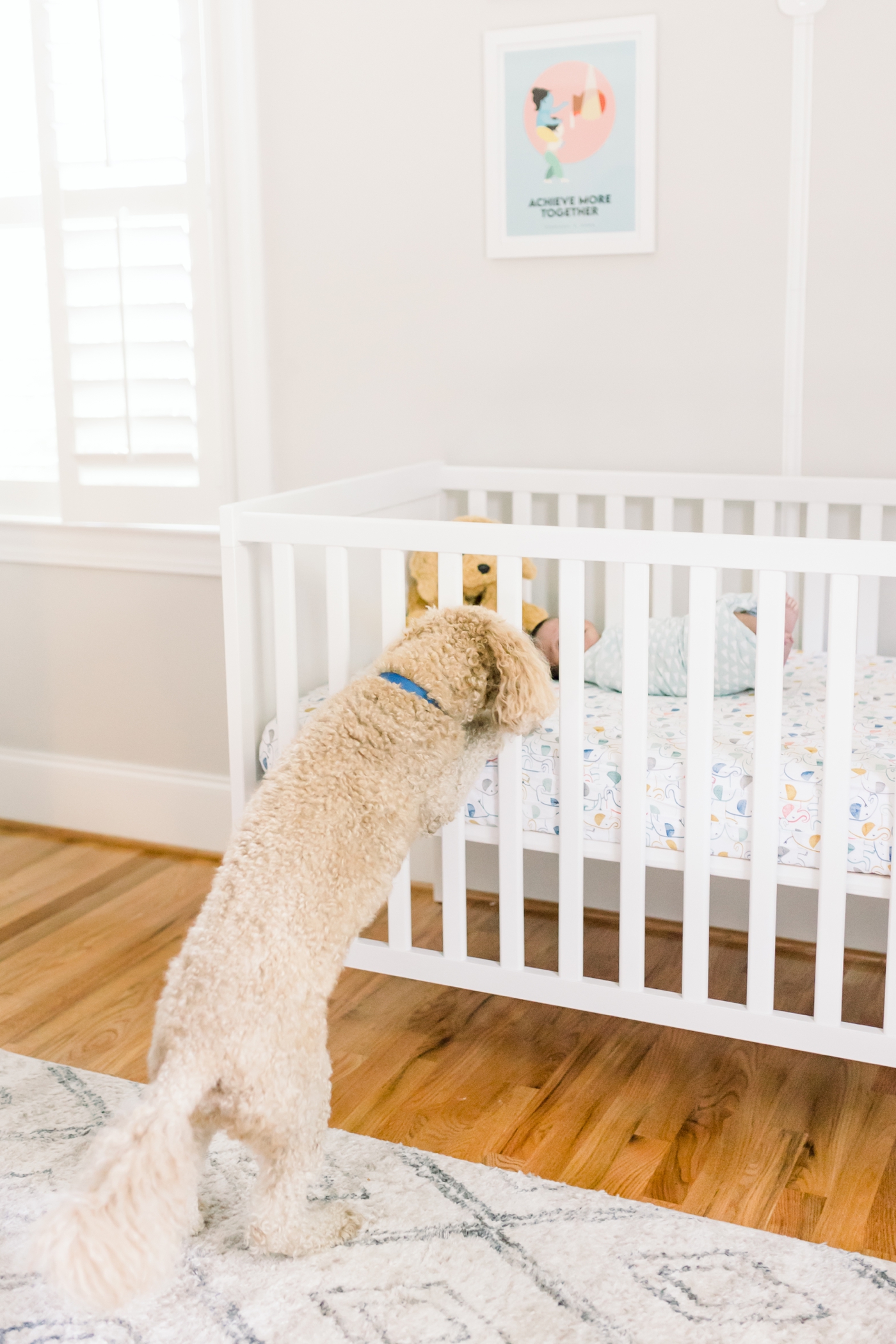 Dog looking over baby laying in crib during newborn photoshoot. Photo by Caitlyn Motycka Photography.