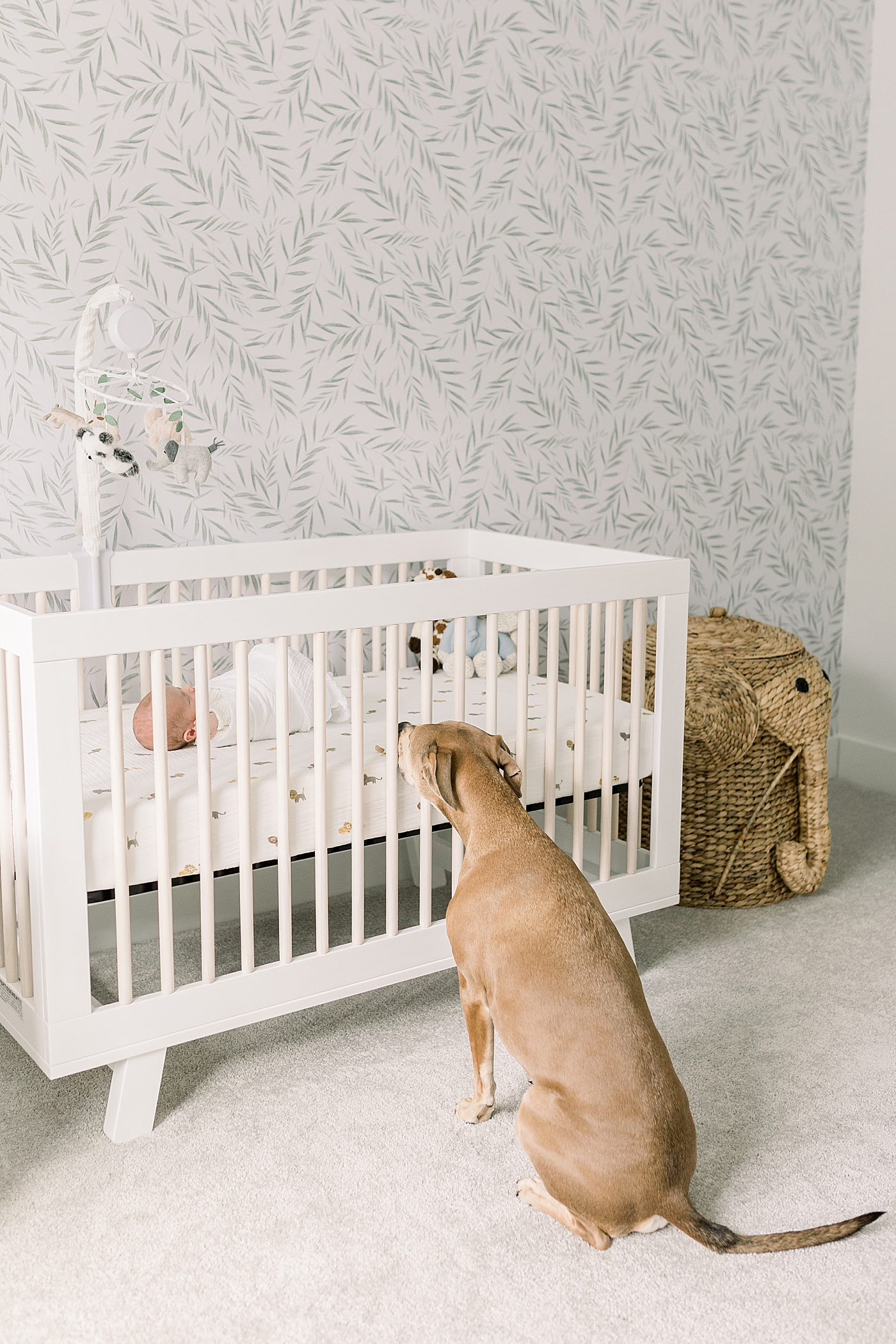 Dog looking through crib slats at new baby | Baby Boy Newborn Photos CHS by Caitlyn Motycka Photography