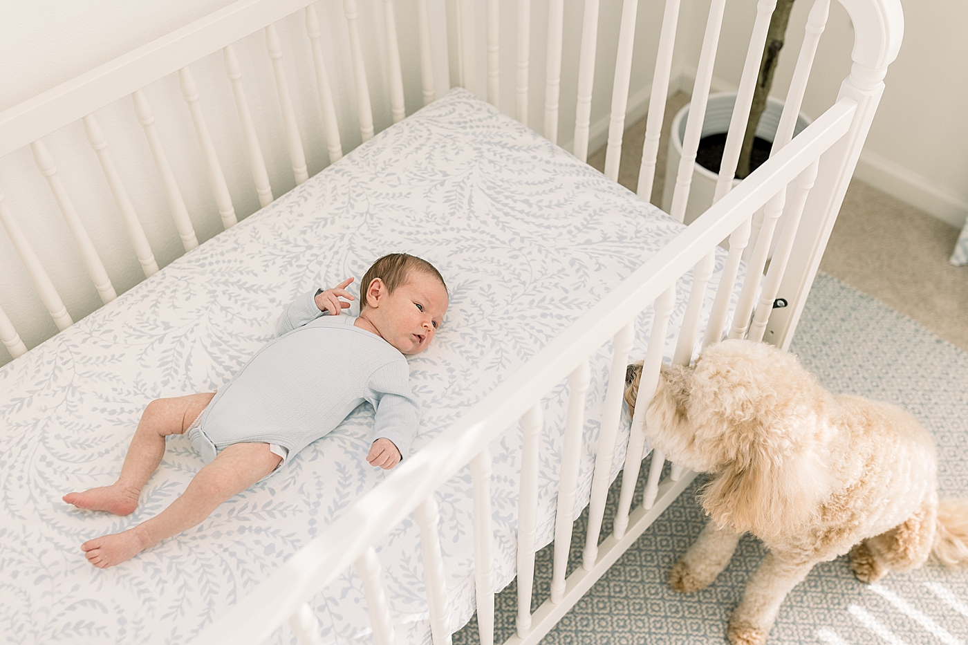 Overhead image of baby in a white crib with family dog peeking in | Image by Caitlyn Motycka Photography