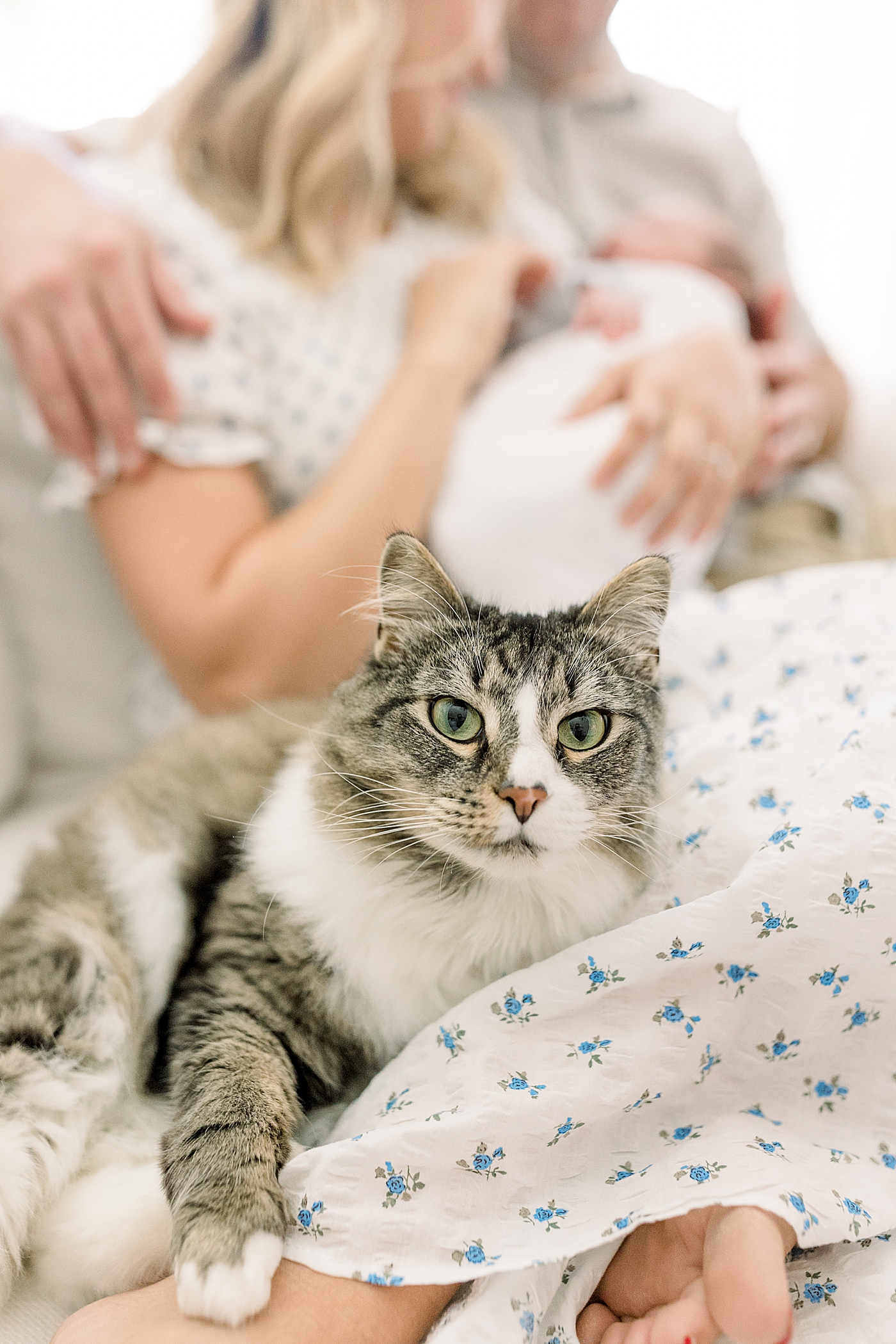 Close up of family cat during baby boy newborn session | Image by Caitlyn Motycka Photography